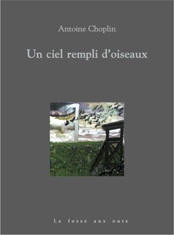 Un ciel rempli d'oiseaux